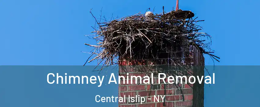  Chimney Animal Removal Central Islip - NY