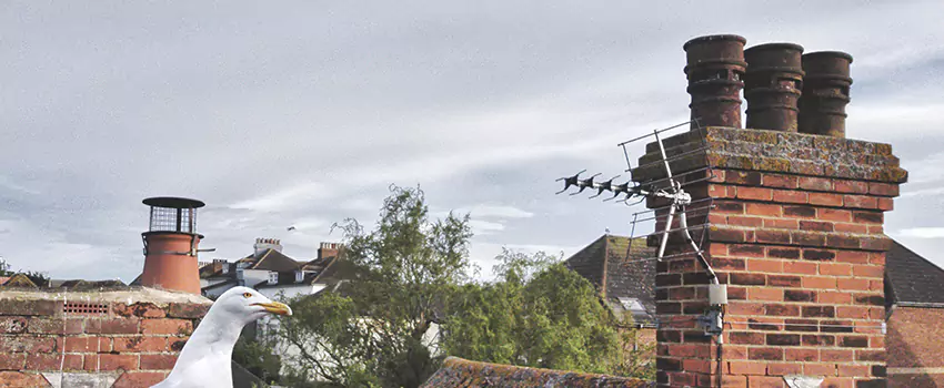 Chimney Cleaning And Restoration in Central Islip, New York